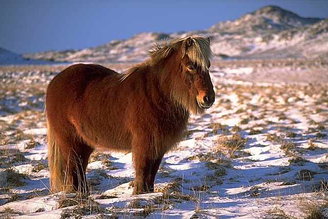 640px-IcelandicHorseInWinter