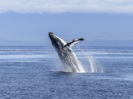 humpback-whale-gbadf066f3_1920